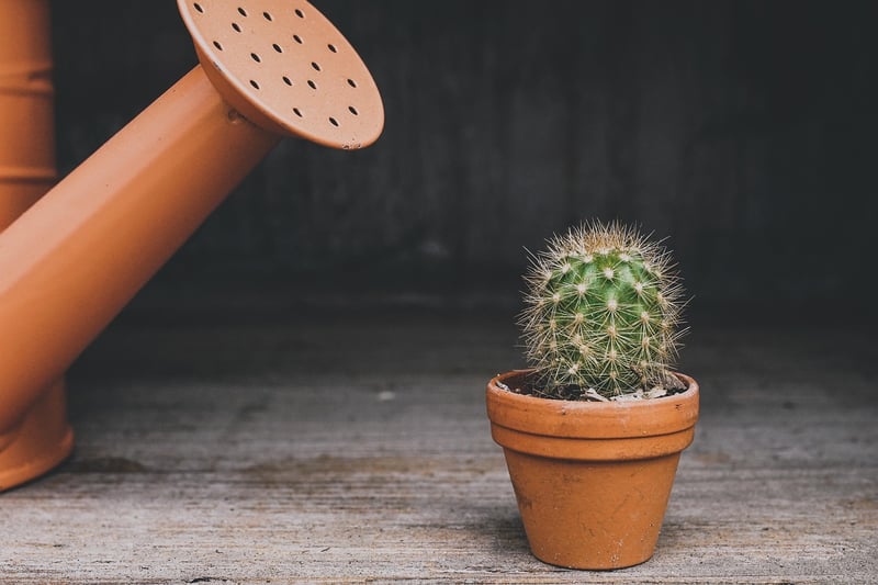 Watering Can in Garden